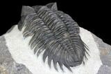 Coltraneia Trilobite Fossil - Huge Faceted Eyes #146573-4